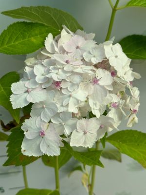гортензия крупнолистная Мадам Эмиль Мулье гортензия крупнолистная Мадам Эмиль Мулье фото