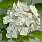 гортензия крупнолистная Мадам Эмиль Мулье гортензия крупнолистная Мадам Эмиль Мулье фото