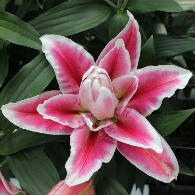 Лилия Роузлили Олимпия - Dolina-Sad.Ru