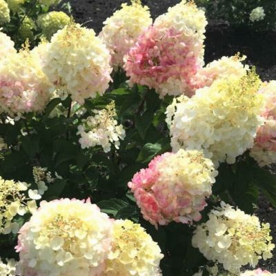 Гортензия метельчатая Литл Блоссом, С1 Гортензия метельчатая Литл Блоссом, С1 - Dolina-Sad.Ru