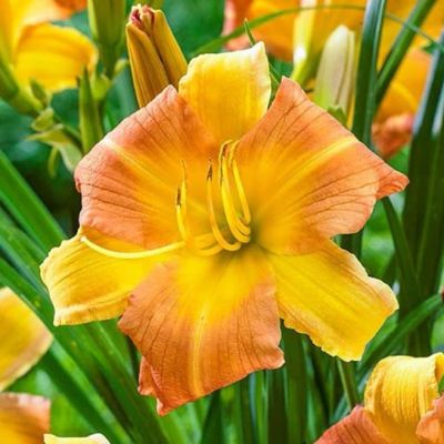 Лилейник Эври Дэйлили Панч Еллоу Лилейник Эври Дэйлили Панч Еллоу фото