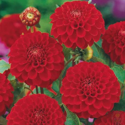 Георгина Нэшио - Dolina-Sad.Ru