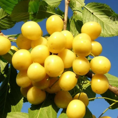 Черешня Дрогана фото