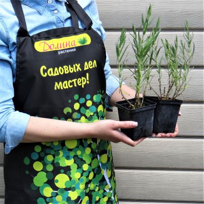 Гипсофила метельчатая Джинтс Бланк Гипсофила метельчатая Джинтс Бланк фото