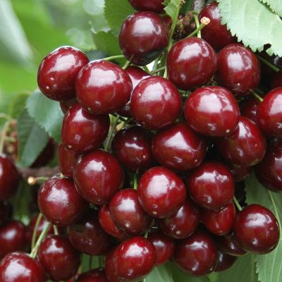 Черешня колоновидная Сильвия - Dolina-Sad.Ru