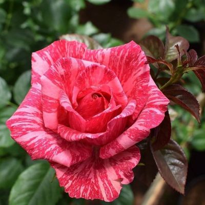 Роза Пинк Интуишн Роза Пинк Интуишн - Dolina-Sad.Ru