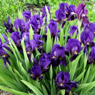 Ирис Литтл Шадоу Ирис Литтл Шадоу - Dolina-Sad.Ru