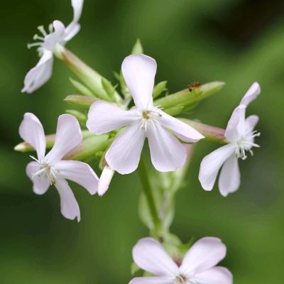 Мыльнянка лекарственная Мыльнянка лекарственная фото