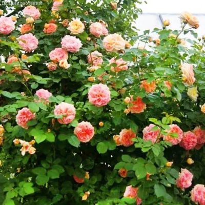 Роза Алхимик в горшке Роза Алхимик в горшке - Dolina-Sad.Ru