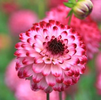 Георгина Литтл Роберт Георгина Литтл Роберт фото