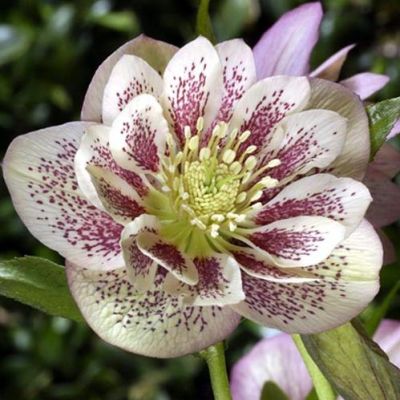 Морозник Болин фото