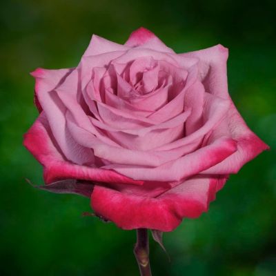 Роза Дип Перпл Роза Дип Перпл - Dolina-Sad.Ru