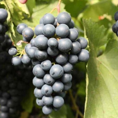 Виноград Рондо Виноград Рондо фото