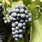 Виноград Рондо Виноград Рондо фото