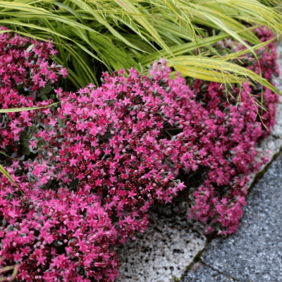 Седум синий фото