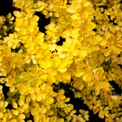 Барбарис Тунберга Голден Пиллар Барбарис Тунберга Голден Пиллар - Dolina-Sad.Ru