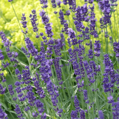 Лаванда узколистная Хидкот Блю Стрэйн фото