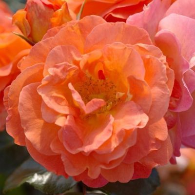 Роза Монинг Сан Роза Монинг Сан - Dolina-Sad.Ru