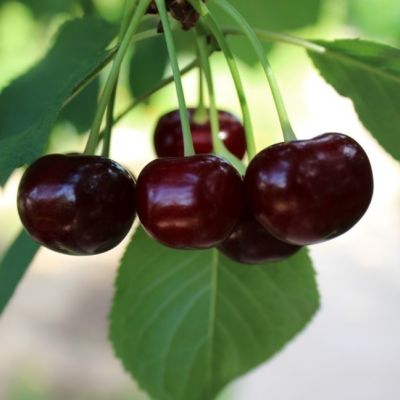 Черешня Ревна Черешня Ревна фото