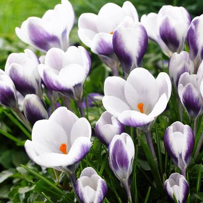 Крокус Принц Клаус Крокус Принц Клаус фото