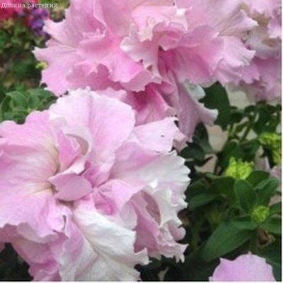 Петуния Дуо розовый Сатин F1 махровый гранул. фото