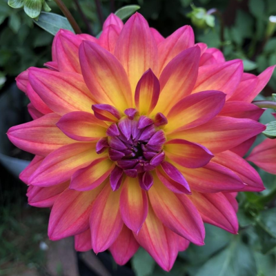 Георгина Файрпот Георгина Файрпот фото