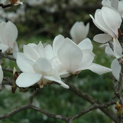 Магнолия Суланжа Альба Суперба Магнолия Суланжа Альба Суперба фото