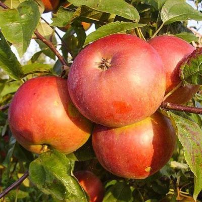 Яблоня Белорусское Сладкое/Зимняя фото