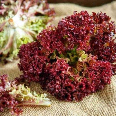 Салат Файер Красный Салат Файер Красный фото