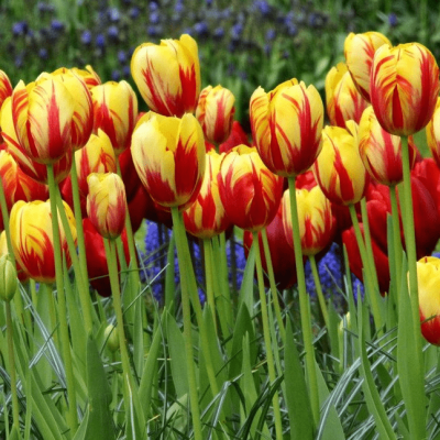 Тюльпан Холланд Куин Тюльпан Холланд Куин фото