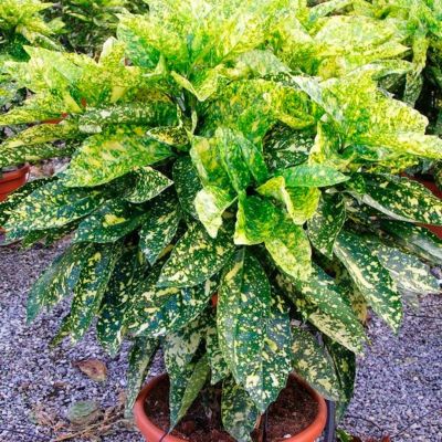 Аукуба японская Кротонифолия Аукуба японская Кротонифолия - Dolina-Sad.Ru