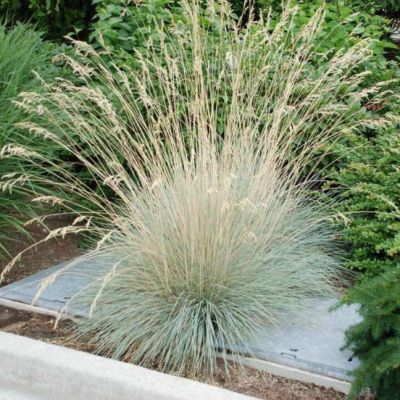 Овсец Вечнозеленый Пендула Овсец Вечнозеленый Пендула фото