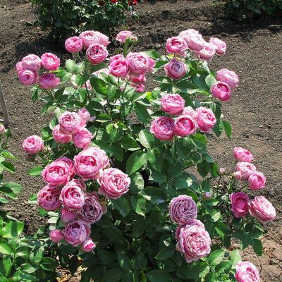 Роза Мисти Баблс - Dolina-Sad.Ru