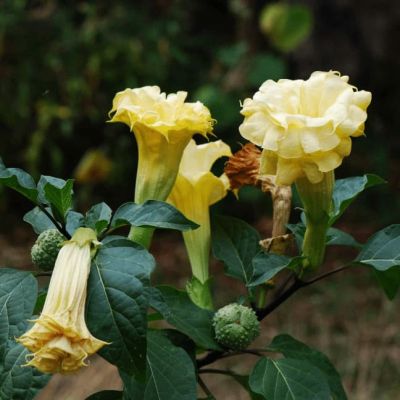 Дурман метел Балерина еллоу Дурман метел Балерина еллоу фото