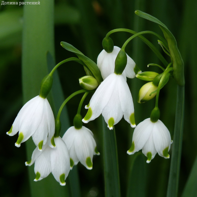 Белоцветник летний - Dolina-Sad.Ru