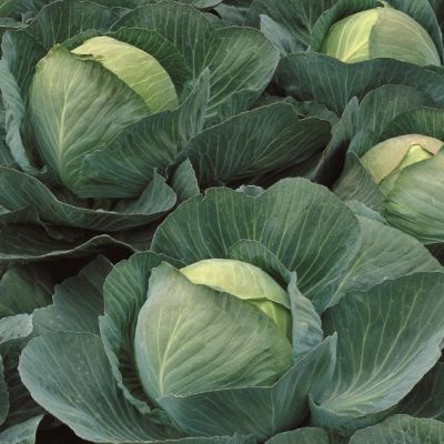 Капуста Белокочанная Атриа F1 (Seminis/Голландия) Капуста Белокочанная Атриа F1 (Seminis/Голландия) фото