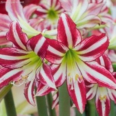 Амариллис Сантьяго Амариллис Сантьяго фото