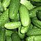 Огурец Маменькин любимчик F1 корнишон Огурец Маменькин любимчик F1 корнишон - Dolina-Sad.Ru