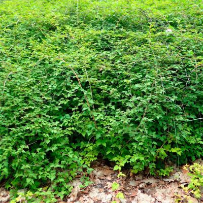 Стефанандра Криспа Стефанандра Криспа - Dolina-Sad.Ru