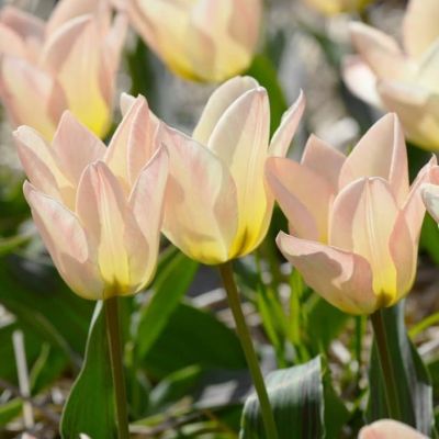 Тюльпан Литл Герл Тюльпан Литл Герл фото