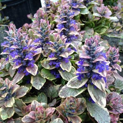 Агастахе Флер - Dolina-Sad.Ru