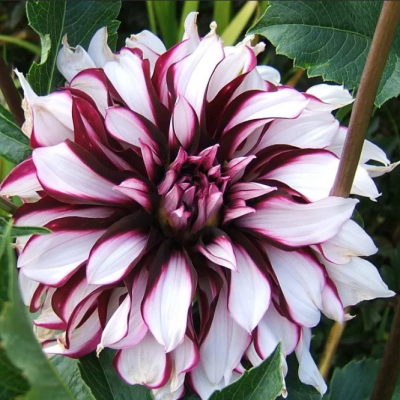 Георгина Экс Фактор Георгина Экс Фактор фото