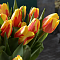 Тюльпан Холланд Куин Тюльпан Холланд Куин фото