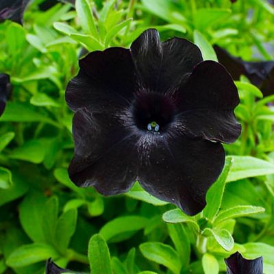Петуния Патиа Блэк то Блэк - Dolina-Sad.Ru