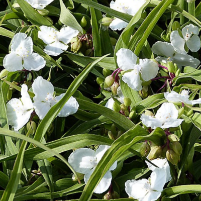 Традесканция Андерсона Инносенс Традесканция Андерсона Инносенс фото