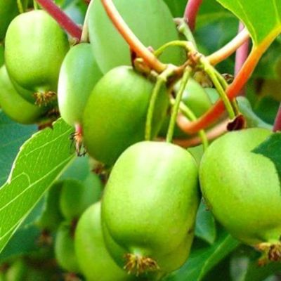 Актинидия Вити-Киви фото