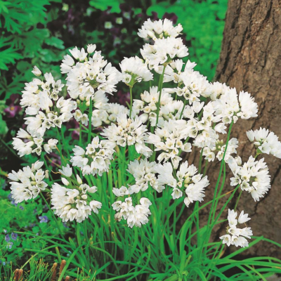 Аллиум Неополитанум Аллиум Неополитанум - Dolina-Sad.Ru