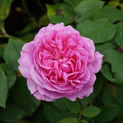 Роза Луис Одье Роза Луис Одье фото