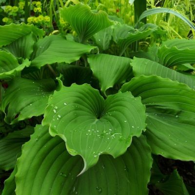 Хоста Элизабет Хоста Элизабет - Dolina-Sad.Ru