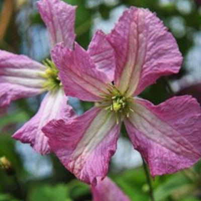 Клематис Оберек Клематис Оберек фото